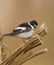 Balkanvliegenvanger; Semi-collared Flycatcher; Ficedula semitorquata