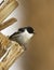 Balkanvliegenvanger, Semi-collared Flycatcher, Ficedula semitorquata