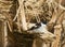 Balkanvliegenvanger, Semi-collared Flycatcher, Ficedula semitorquata