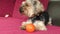The ball is the best friend of a toy terrier puppy