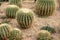 Ball cactus
