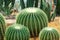 Ball cactus in dried farm