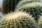 Ball cactus, genus Parodia, genus of 60â€“70 species of cacti family Cactaceae native to the grasslands of South America