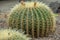 Ball cactus and its sharp needles