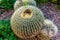 Ball cactus Parodia in garden