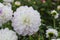 Ball Dahlias white flower in raindrops