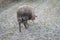 Ball of dried dung hanging on an  animal`s tail. Cakildak in Turkish. Back view of an ewe`s tail