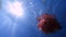 Ball with face drawn on it floats on surface of water, shooting from below from under the water. Person catches it with