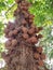 Ball like fruits of some Indian large tree hanging from the trunk in multiple numbers.