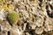 Ball of moss gowing on limestone stone.