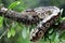 Ball phyton snake closeup on branch