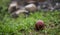 A ball for playing with a dog on the background of a pile of rubbish