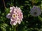 Ball and Pompon Dahlia \\\'Last dance\\\' with white flower with soft lavender edge to the petals, then blends to a purple