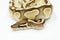 Ball Python Butter Snake on table