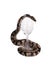 The ball python & x28;Python regius& x29;, royal python. Snake wraps a wine glass. Isolated on white background