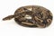 ball python, Python regius snake isolated on white background