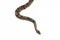 ball python, Python regius snake isolated on white background