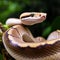 The Ball Python\'s graceful posture reflects its serene nature