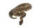 ball python snake