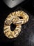 Ball python snake morph baby juvenile