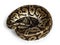 Ball python snake on white background