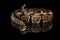 Ball or Royal python Snake on Isolated black background