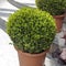 Ball-trimmed boxwood in large clay pots as a garden decoration