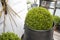 Ball-trimmed boxwood in large clay pots as a garden decoration. Summer time