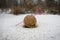 Ball of wool with stuck knitting needles in the snow in a park