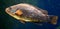 Ballan wrasse 6