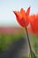 Ballerina Orange tulips