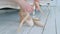 Ballerina puts on pointe shoes on her feet.