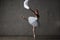 Ballerina in white costime dancing in gray ballroom