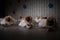 Ballerinas are in a row. The girls are lined up one after the other on the stage. Ballerinas in white tutus have their backs to