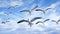 Ballet of crane migratory birds soaring high in the sky.