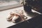 Ballet pointe shoes with pink silk ribbon near window. Old pointe shoes with satin ribbon