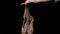 Ballet shoes hanging on slim female hand at black background close-up. Pointies on palm of unrecognizable confident