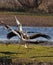 The ballet of the White Storks