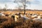 Balloerveld drenthe sheep cattle on heath land