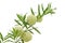 Ballon flower (Gomphocarpus Physocarpus) isolated on white background