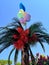 Ballons on the palm tree