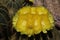 `Balloon Cactus` flower - Notocactus Magnificus