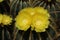`Balloon Cactus` flower - Notocactus Magnificus