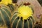 `Balloon Cactus` flowers - Notocactus Magnificus