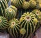 The balloon cactus Notocactus warasii Parodia warasii is endemic from Brazil. Wilhelma, Struttgart