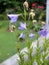 Balloon flower, Chinese bellflower, Platycodon grandiflorus