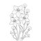 Balloon flower coloring page line art with blooming petals and leaves illustration