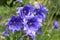 Balloon Flower Double Blue