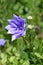 Balloon Flower Double Blue