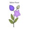 Balloon Flower Platycodon grandifloru, or Chinese bellflower, medicinal plant